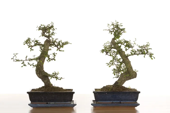 Gerahmter Druck : Bonsai Baum Gerahmter Druck : Bonsai Baum
