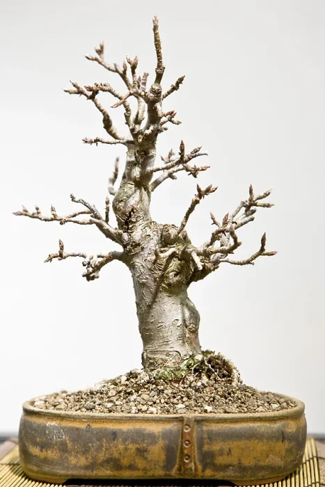 Gerahmter Druck : Bonsai Baum Gerahmter Druck : Bonsai Baum