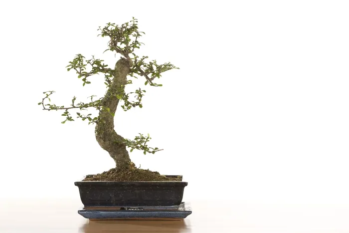Gerahmter Druck : Bonsai Baum Gerahmter Druck : Bonsai Baum