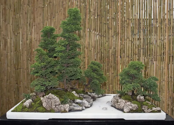 Gerahmter Druck : Bonsai-Bäume Gerahmter Druck : Bonsai-Bäume