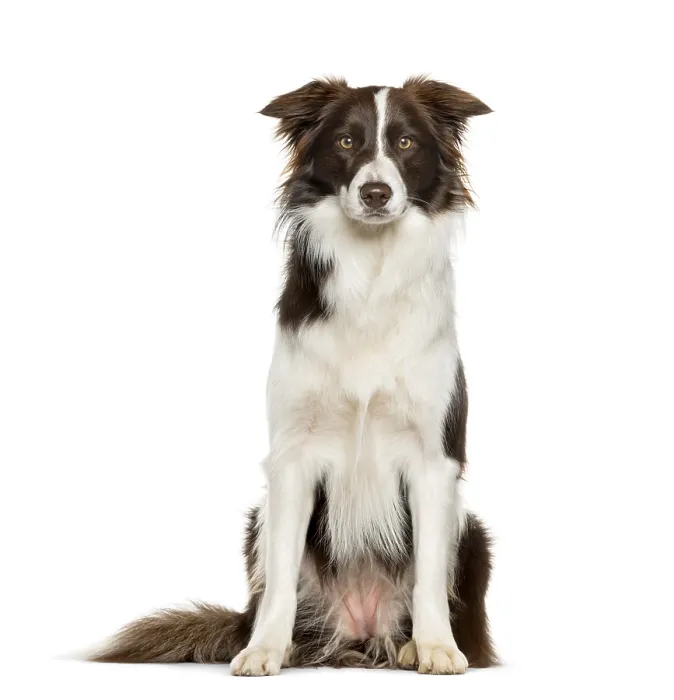 Gerahmter Druck : Border Collie sitzt gegen weißen Hintergrund. Gerahmter Druck : Border Collie sitzt gegen weißen Hintergrund.