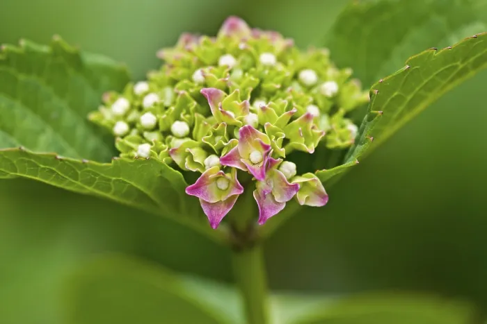 Gerahmter Druck : Botanik, Bauernhydrangea (Hydrangea macrophylla) Gerahmter Druck : Botanik, Bauernhydrangea (Hydrangea macrophylla)