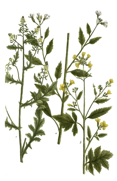 Gerahmter Druck : Botanik, Pflanzen, a. sinapi agreste, b Gerahmter Druck : Botanik, Pflanzen, a. sinapi agreste, b