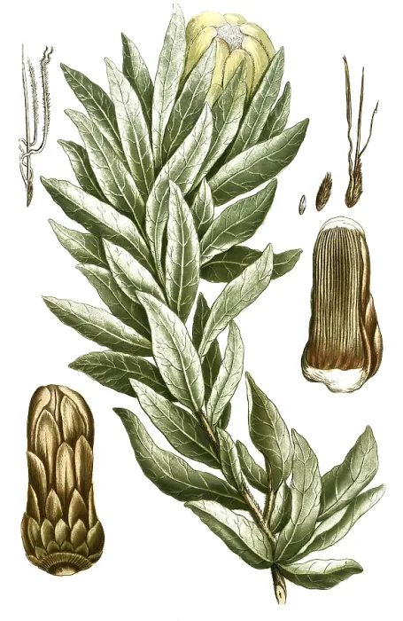 Gerahmter Druck : Botanik, Pflanzen, Scolymocephalus Gerahmter Druck : Botanik, Pflanzen, Scolymocephalus