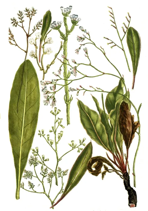Gerahmter Druck : Botanik, Pflanzen, Varianten von Limonium. Gerahmter Druck : Botanik, Pflanzen, Varianten von Limonium.