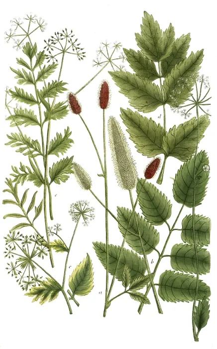 Gerahmter Druck : Botanik, Pflanzen, Arten der Wiesenknopf. Gerahmter Druck : Botanik, Pflanzen, Arten der Wiesenknopf.