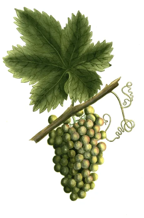 Gerahmter Druck : Botanik, Pflanzen, Vitis vinifera Gerahmter Druck : Botanik, Pflanzen, Vitis vinifera