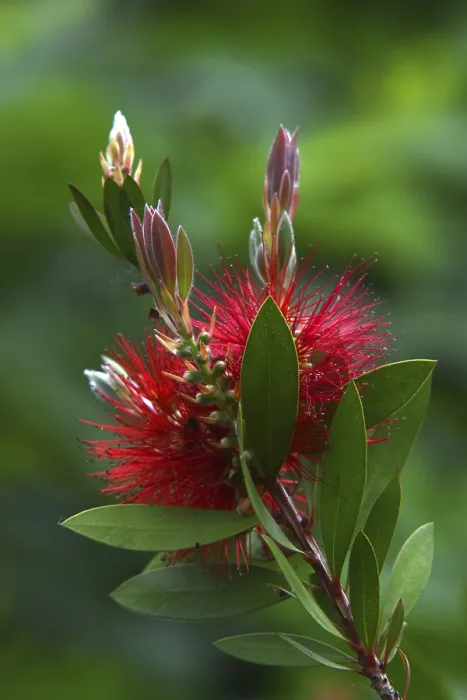 Gerahmter Druck : Bottlebrush
