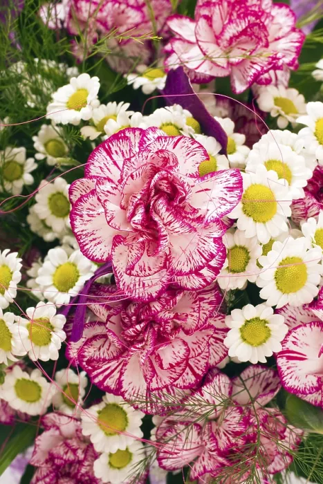 Gerahmter Druck : Blumenstrauß mit Nelken. Gerahmter Druck : Blumenstrauß mit Nelken.