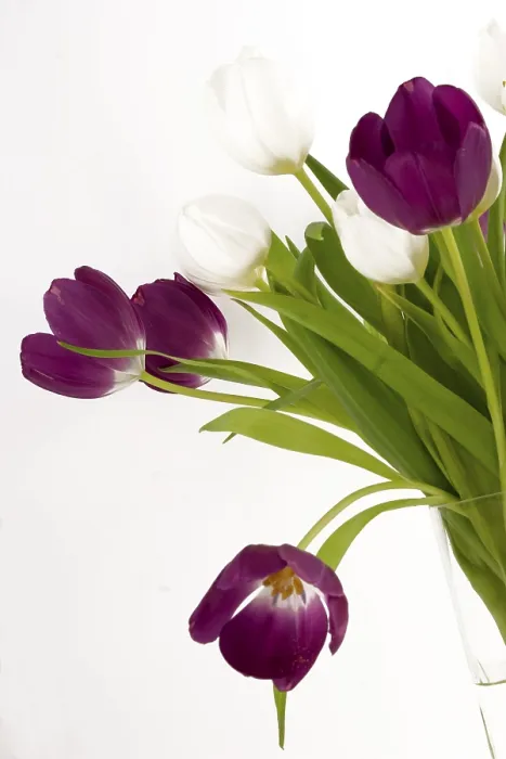 Gerahmter Druck : Blumenstrauß aus Tulpen Gerahmter Druck : Blumenstrauß aus Tulpen