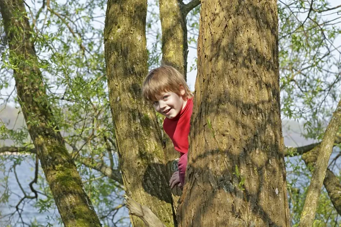 Gerahmter Druck : Ein Junge klettert in einen Baum. Gerahmter Druck : Ein Junge klettert in einen Baum.
