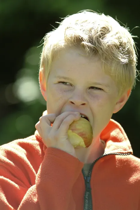 Gerahmter Druck : Der Junge isst eine Apfel. Gerahmter Druck : Der Junge isst eine Apfel.