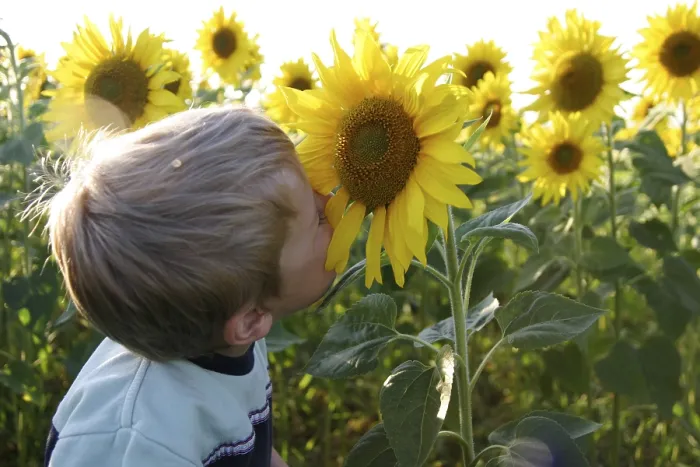 Gerahmter Druck : Junge mit Sonnenblumen Gerahmter Druck : Junge mit Sonnenblumen