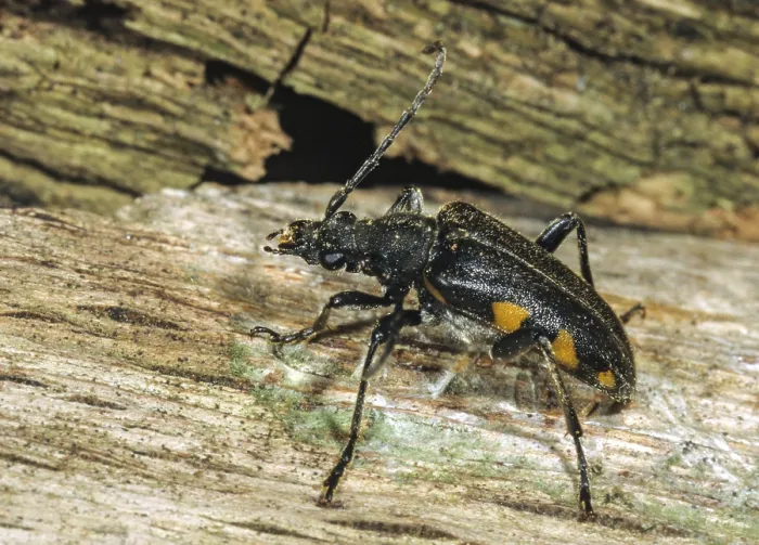 Gerahmter Druck : Brachyta interrogationis, montierte Käfer Gerahmter Druck : Brachyta interrogationis, montierte Käfer