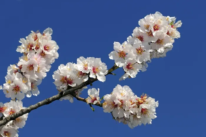 Gerahmter Druck : Blütenzweig mit Apfelblüten Gerahmter Druck : Blütenzweig mit Apfelblüten