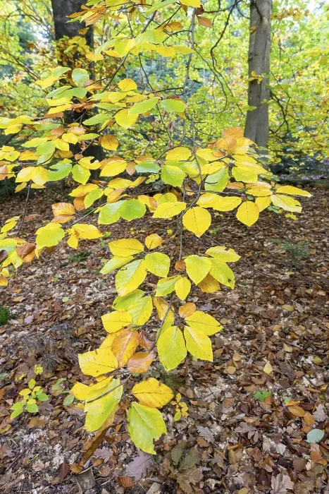 Gerahmter Druck : Ast eines Buchenbaumes im Herbst. Gerahmter Druck : Ast eines Buchenbaumes im Herbst.