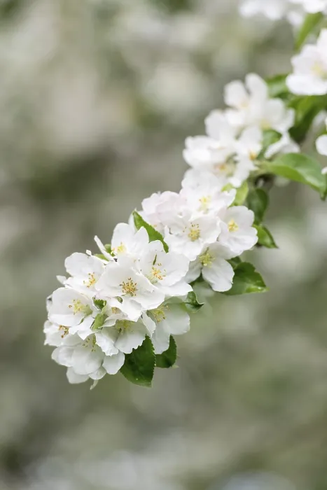 Gerahmter Druck : Ast eines blühenden Apfelbaumes. Gerahmter Druck : Ast eines blühenden Apfelbaumes.