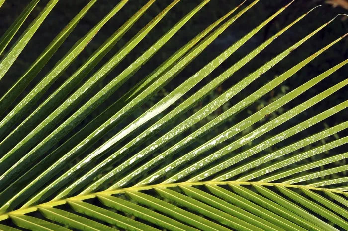 Gerahmter Druck : Palmzweig. Palmenzweig