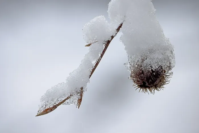 Gerahmter Druck : Winter-Branche mit Schnee Gerahmter Druck : Winter-Branche mit Schnee