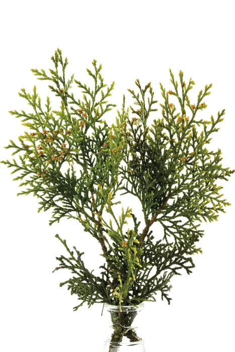 Gerahmter Druck : Ast eines Thuja-Baumes. Gerahmter Druck : Ast eines Thuja-Baumes.