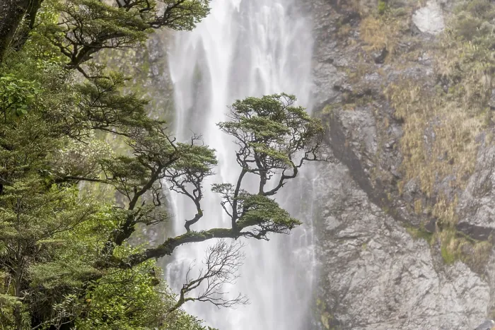 Gerahmter Druck : Ast eines Baumes vor einem Wasserfall Gerahmter Druck : Ast eines Baumes vor einem Wasserfall