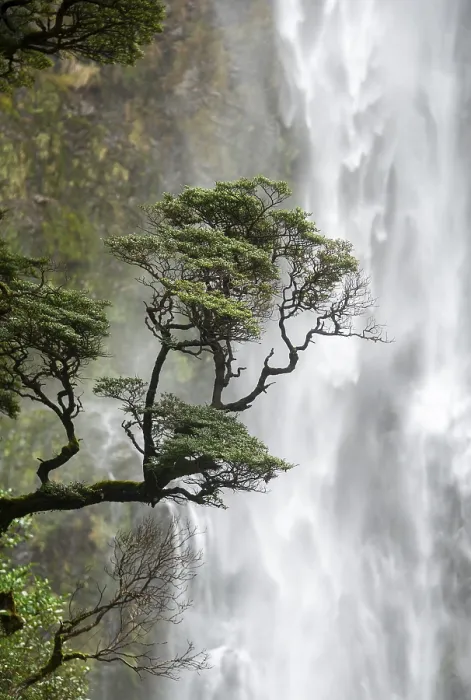 Gerahmter Druck : Ast eines Baumes vor einem Wasserfall Gerahmter Druck : Ast eines Baumes vor einem Wasserfall