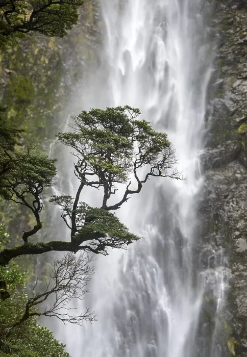 Gerahmter Druck : Ein Zweig eines Baumes vor einem Wasserfall.