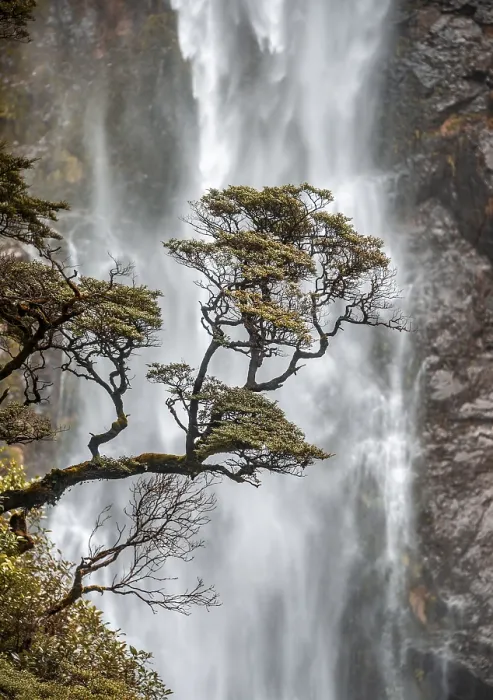 Gerahmter Druck : Ast eines Baumes vor Wasserfall Gerahmter Druck : Ast eines Baumes vor Wasserfall