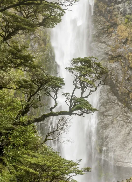 Gerahmter Druck : Ast eines Baumes vor Wasserfall. Gerahmter Druck : Ast eines Baumes vor Wasserfall.