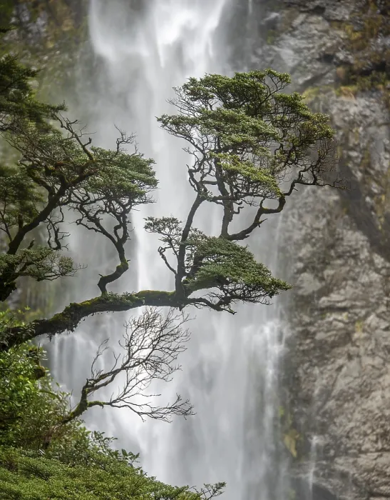 Gerahmter Druck : Ast eines Baumes vor Wasserfall Gerahmter Druck : Ast eines Baumes vor Wasserfall