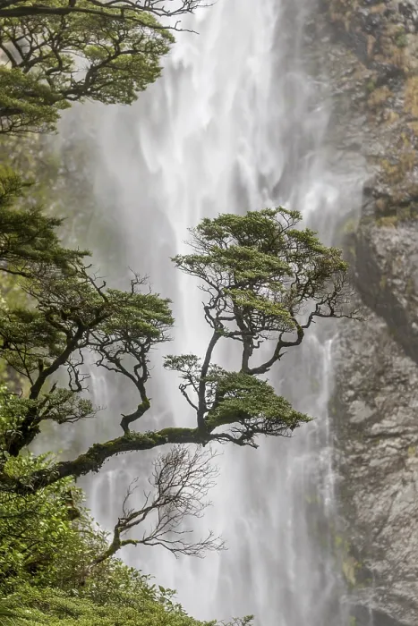 Gerahmter Druck : Ast eines Baumes vor Wasserfall