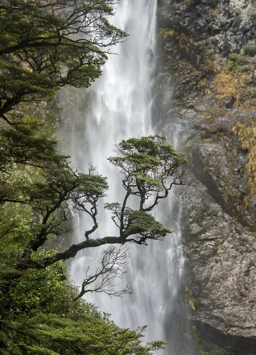 Gerahmter Druck : Ast eines Baumes vor Wasserfall Gerahmter Druck : Ast eines Baumes vor Wasserfall