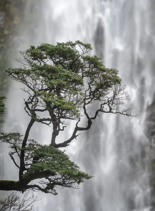 Gerahmter Druck : Ast eines Baumes vor einem Wasserfall. Gerahmter Druck : Ast eines Baumes vor einem Wasserfall.