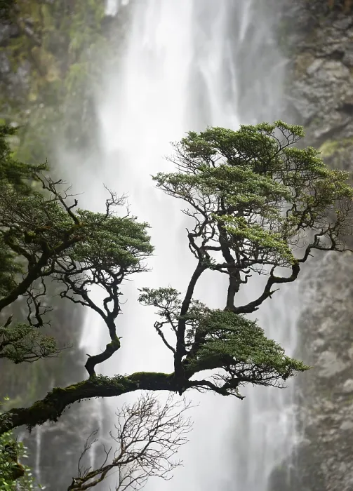 Gerahmter Druck : Ast eines Baumes vor Wasserfall Gerahmter Druck : Ast eines Baumes vor Wasserfall