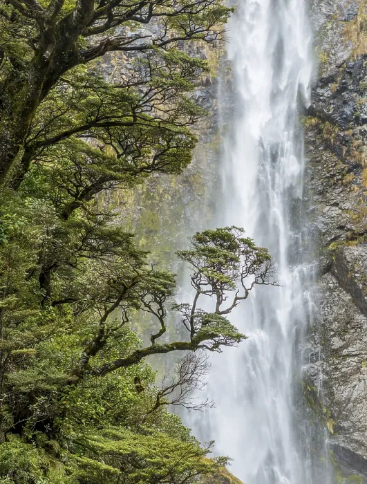 Gerahmter Druck : Ast eines Baumes vor Wasserfall Gerahmter Druck : Ast eines Baumes vor Wasserfall