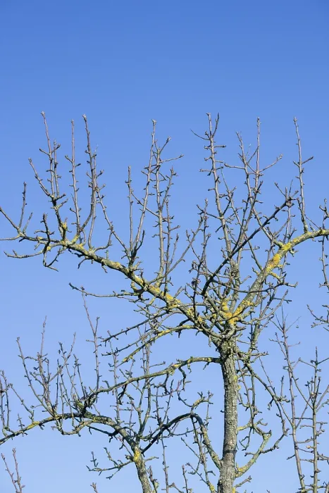 Gerahmter Druck : Äste eines Apfelbaums, blauer Himmel. Gerahmter Druck : Äste eines Apfelbaums, blauer Himmel.