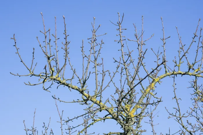 Gerahmter Druck : Äste eines Apfelbaumes, blauer Himmel. Gerahmter Druck : Äste eines Apfelbaumes, blauer Himmel.