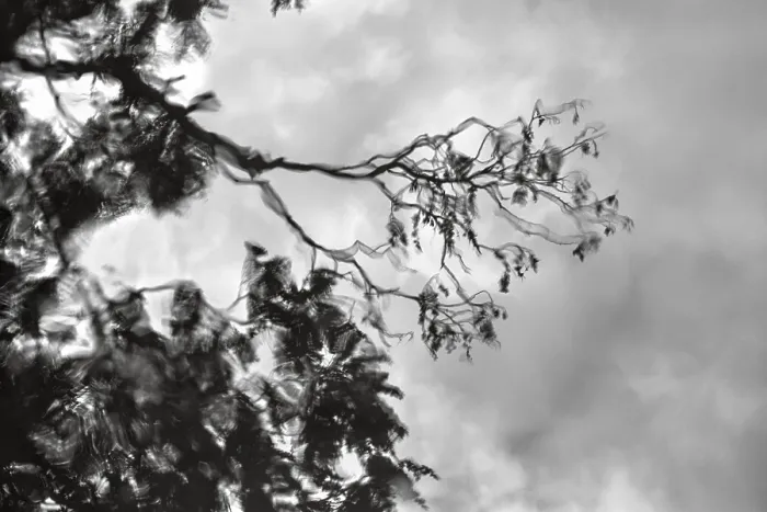 Gerahmter Druck : Äste, Blätter, dunkle Regenwolken