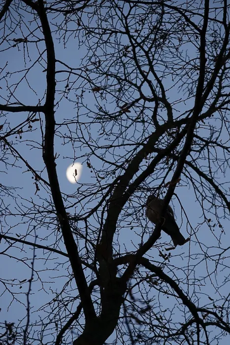 Gerahmter Druck : Äste mit Mond im Hintergrund. Gerahmter Druck : Äste mit Mond im Hintergrund.