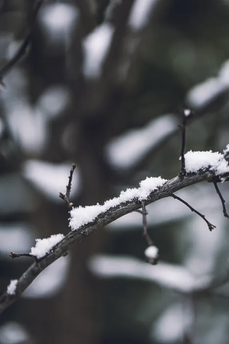 Gerahmter Druck : Äste mit Schnee, Winter, Ternitz Gerahmter Druck : Äste mit Schnee, Winter, Ternitz