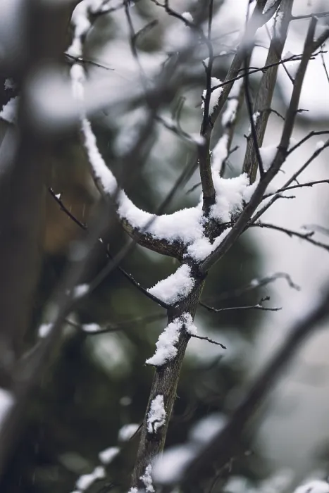 Gerahmter Druck : Äste mit Schnee, Winter, Ternitz Gerahmter Druck : Äste mit Schnee, Winter, Ternitz
