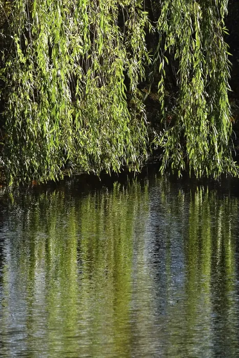 Gerahmter Druck : Zweige einer Weide spiegeln sich in einem See. Gerahmter Druck : Zweige einer Weide spiegeln sich in einem See.
