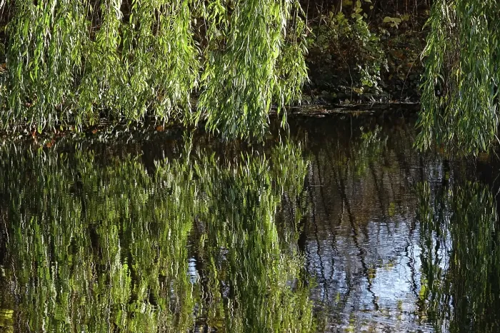 Gerahmter Druck : Äste eines Weißbaums spiegeln sich in einem See. Gerahmter Druck : Äste eines Weißbaums spiegeln sich in einem See.