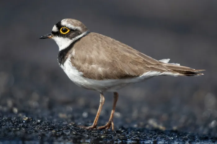 Gerahmter Druck : Brandenburg, Charadrius dubius Gerahmter Druck : Brandenburg, Charadrius dubius