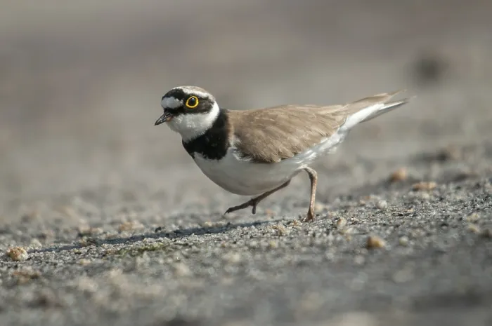Gerahmter Druck : Brandenburg, Charadrius dubius Gerahmter Druck : Brandenburg, Charadrius dubius