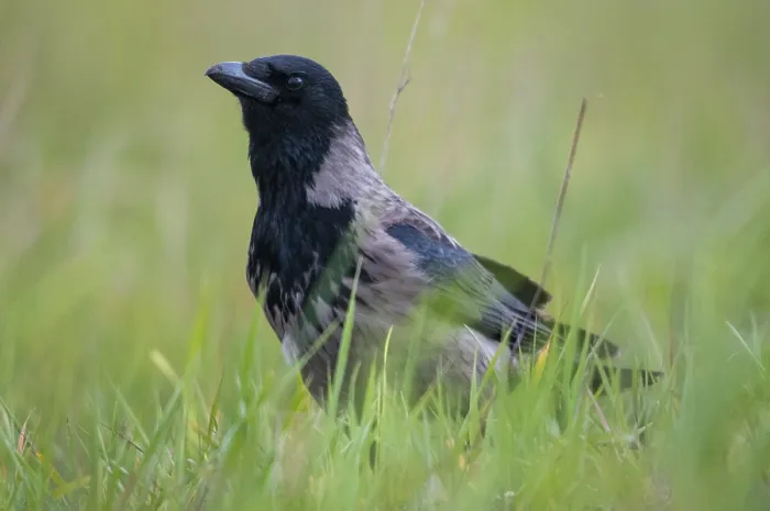 Gerahmter Druck : Brandenburg, Corvus Cornix, Deutschland Gerahmter Druck : Brandenburg, Corvus Cornix, Deutschland