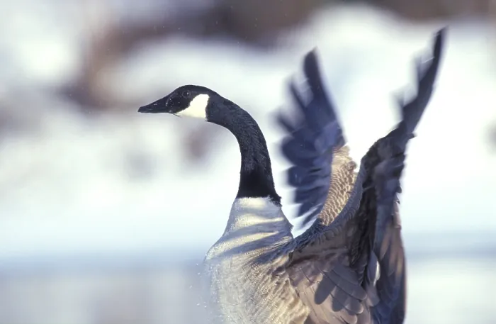 Gerahmter Druck : Kanadische Gans Gerahmter Druck : Kanadische Gans