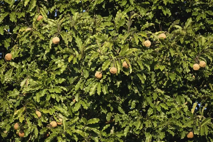 Gerahmter Druck : Braunen Mandeln oder Amazon-Almond-Baum Gerahmter Druck : Braunen Mandeln oder Amazon-Almond-Baum
