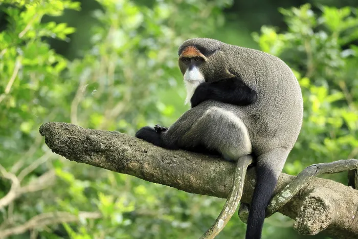 Gerahmter Druck : Brazzamerkatze (Cercopithecus neglectus) Gerahmter Druck : Brazzamerkatze (Cercopithecus neglectus)