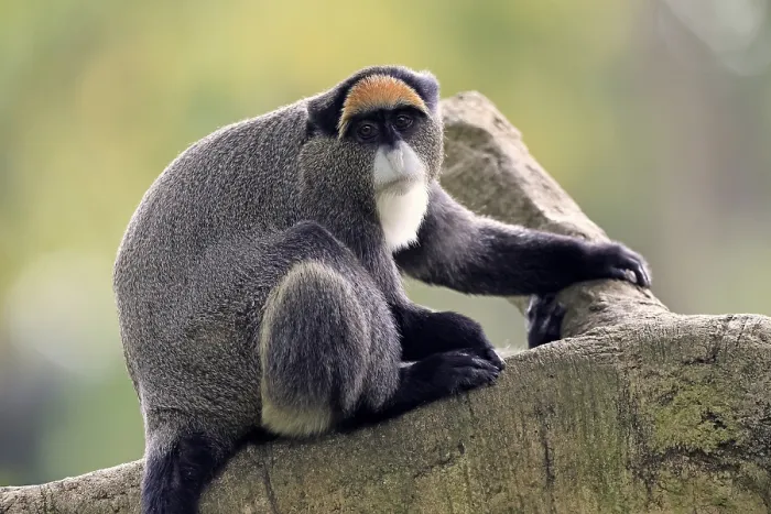 Gerahmter Druck : Brazzamere-Mangoose (Cercopithecus neglectus) Gerahmter Druck : Brazzamere-Mangoose (Cercopithecus neglectus)